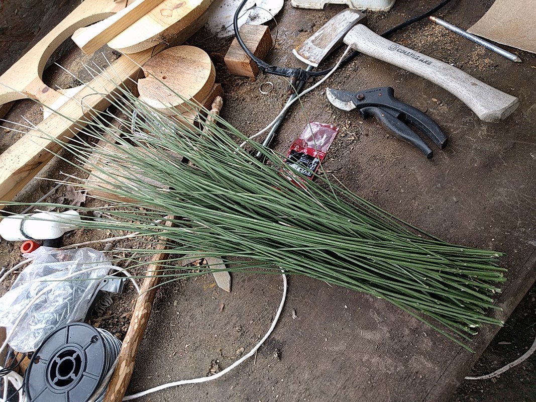 scotch broom and sweet broom