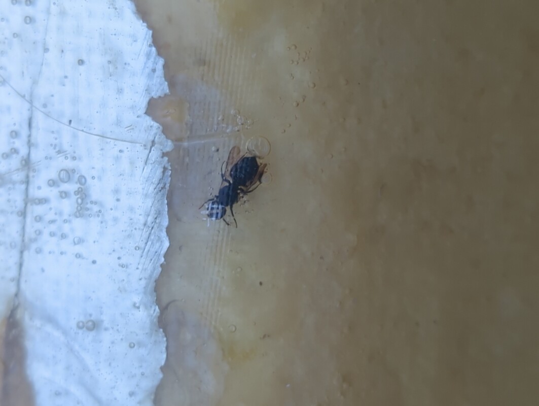 an ant in epoxy