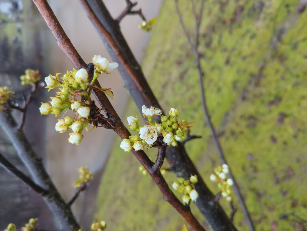 clusters of budding flowers on a rains soaked branch. Most of the flowers have not yet opened.