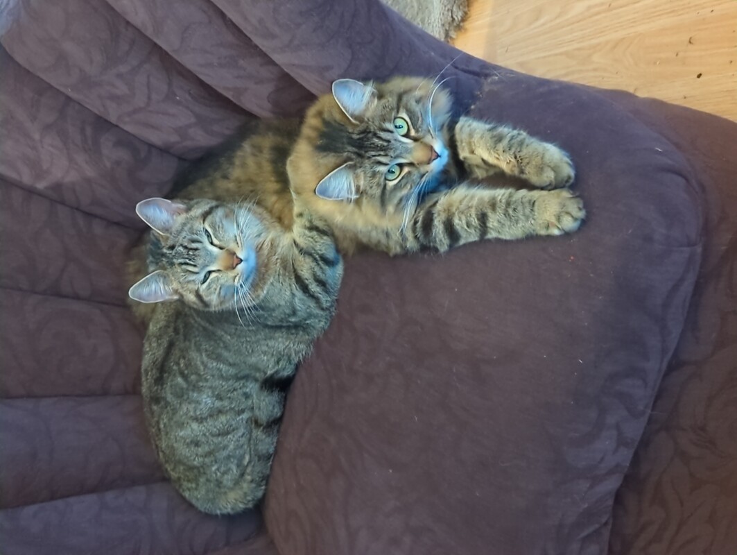 2 sweet kitty cats lounging on a cushy chair