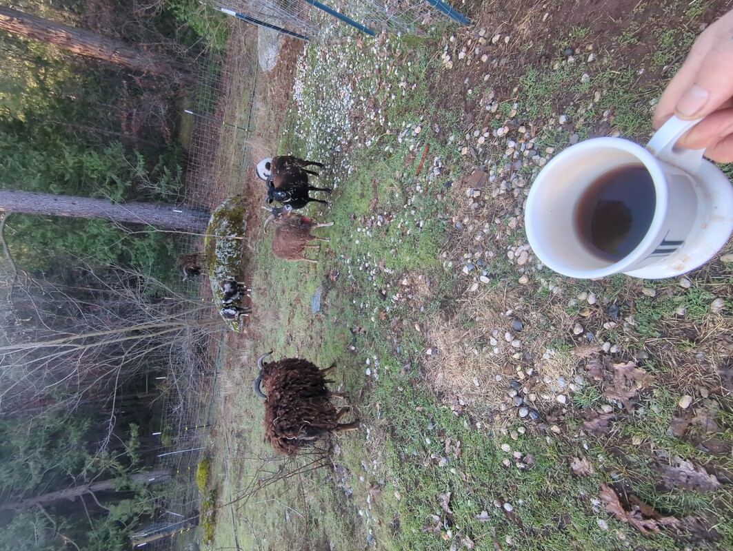 multiple sheep in a fenced area. there is a large rock with ram standing on top of it. in the foreground is a cuppa