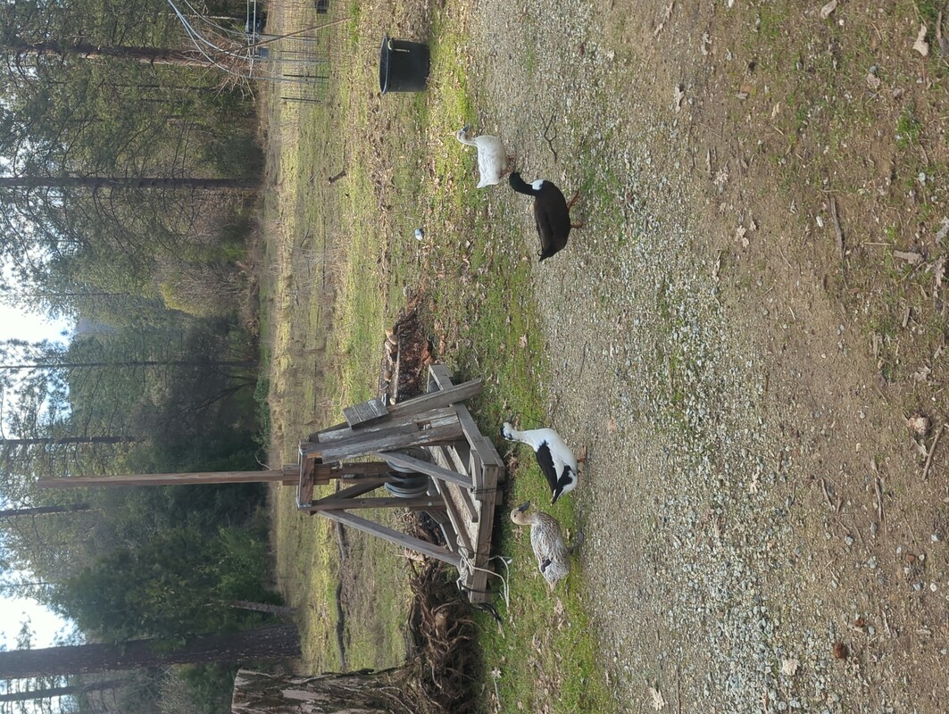 4 ducks in the driveway. behind them is a trebuchet and grassy field