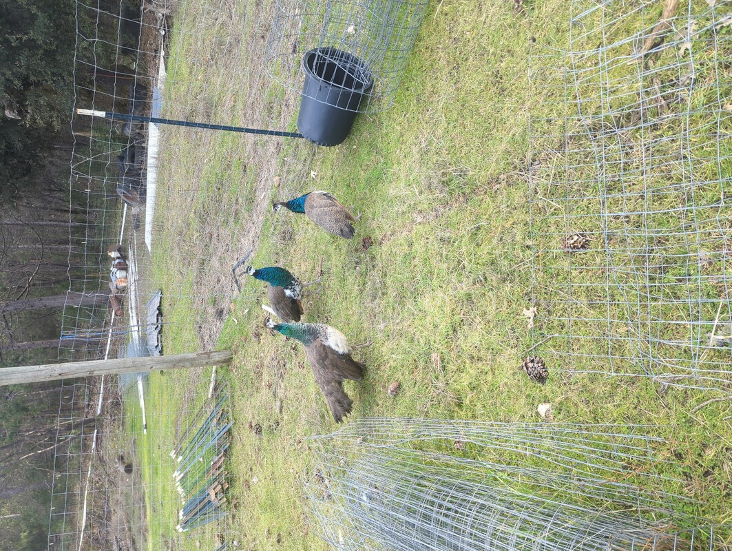 3 peafowl standing around piles of fencing