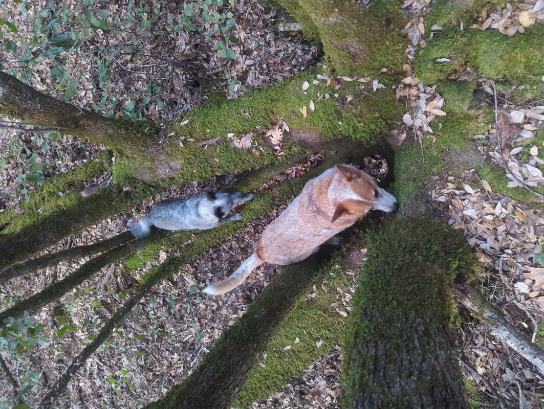 A red and blue healer walking on a moss covered tree that has fallen over.