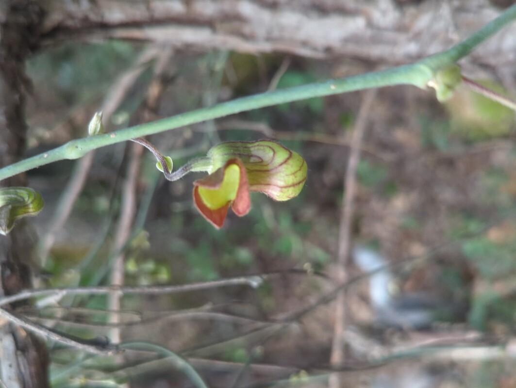 close up of a California Pipevine flower